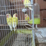 طوطی ملنگو یک جفت 4تا برزیلی