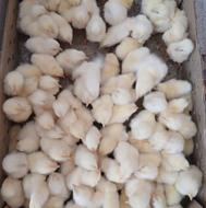 جوجه 2 روزه گوشتی نژاد راس 308 درجه یک