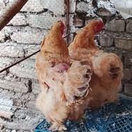 مرغ و خروس امپراطور بوف و خروس ابریشمی