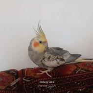 عروس هلندی سخنگو دستی
