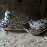 یک جفت کبوتر سوسکی