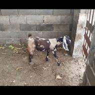 بز پاکستانی پلنگی چوش نر