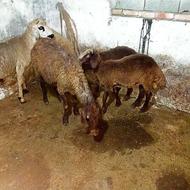 گوسفند ماده دوقلو زا