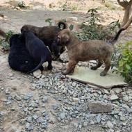 واگذاری سگ اصیل سرابی