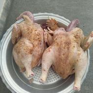 فروش اردک، غاز،خروس کوچک و خروس بزرگ