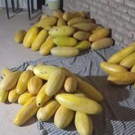 خربزه مشهدی