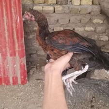 خروس لاری ...