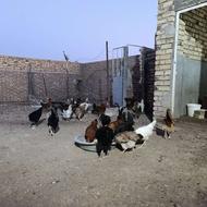 مرغ و خروس