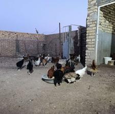 مرغ و خروس