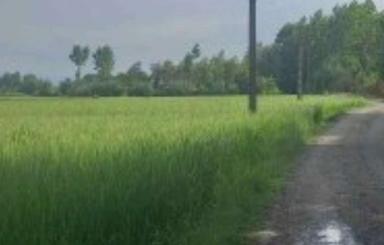 فروش زمین شهرکی در بندر کیاشهر،سالک ده