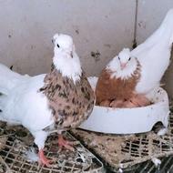جفت طوقی باجوجه