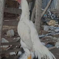 خروس لاری سفید