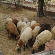 گوسفند بره نر