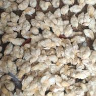 جوجع 45روزه گوشتی