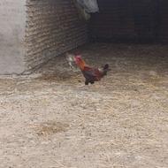 خروس جوان محلی روستایی خواجه نفس