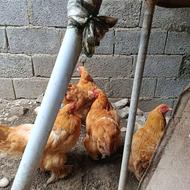 مرغ خروس امپراتور برهما طلایی