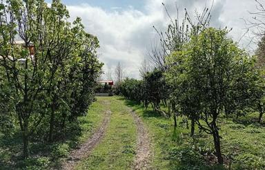 زمین کشاورزی 50 هکتاری با سند دفترچه ای واقع درمهیار