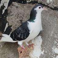 کبوتر یا کفتر ساده