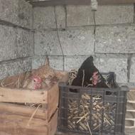 فروش غاز محلی