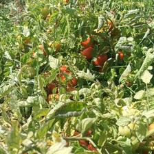 فروشتنی باینجانی درجه یک خومالی