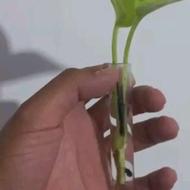 شیشه گلجا و لوله آزمایش