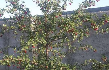 500 متر باغچه در دماوند