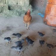 مرغ با 11جوجه محلی