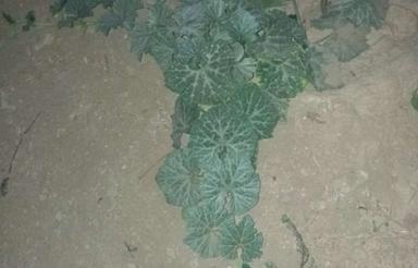 زمین باغی 1500متر