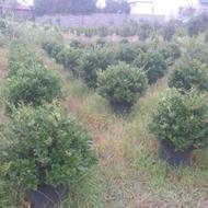 یاس هلندی قیچی خورده توپی
