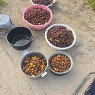 رطب برحی عسلی