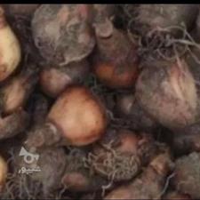 پیاز نرگس شهلا