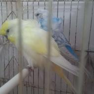 مرغ عشق پروانه ای