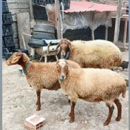 سه راس گوسفند نژاد دار افشار