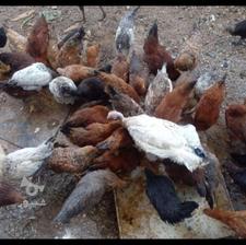 تعدادی مرغ وخروس محلی