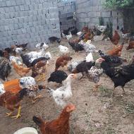 فروش مرغ و خروس محلی