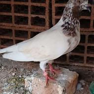 کبوترنر کله ای