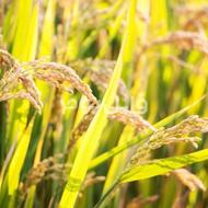 برنج طارم هاشمی اصل