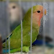 جوجه کوتوله اهلی