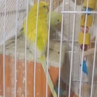 مرغ عشق جفت