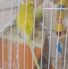 مرغ عشق جفت