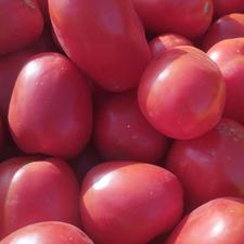 گوجه فرنگی ربی