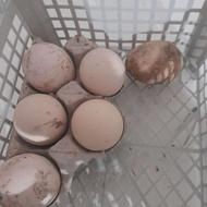 تخم لاری اصل نطفه دار