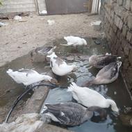 8غاز 6 ماهه فروش یکجا