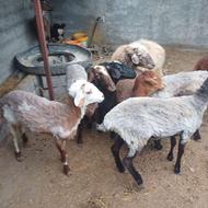 فروش گوسفند زنده