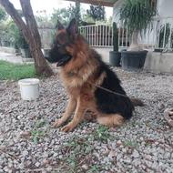 سگ ژرمن شپرد شولاین اصیل
