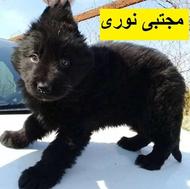 توله ژرمن بلک با تضمین کیفیت و خصوصیات ژنتیکی عالی ، سگ