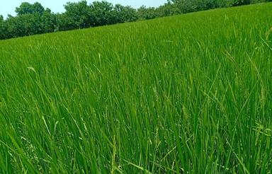 زمین مسکونی چسبیده به بافت روستای نشیروانکلاه