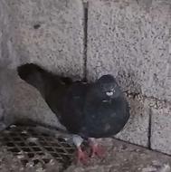 کبوتر نر تلخ
