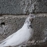 کبوتر کله برنجی ماده پرشی