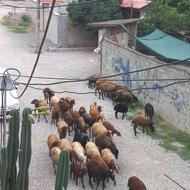 گوسفند همه فروشی